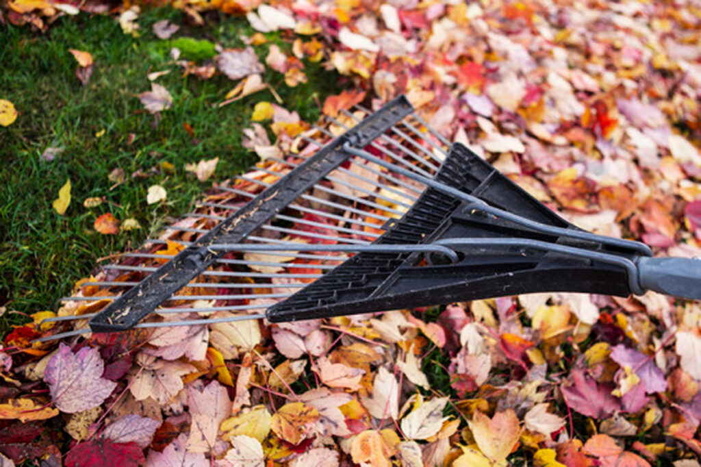 Avoid Back Strain Raking Leaves from Total Chiro