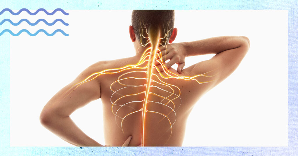 the nervous system